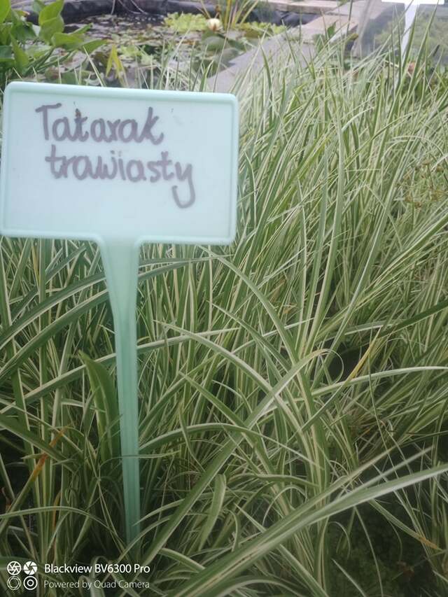 TATARAK TRAWIASTY 